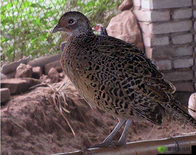 野鸡可以吃吗?吃野鸡是否违法?