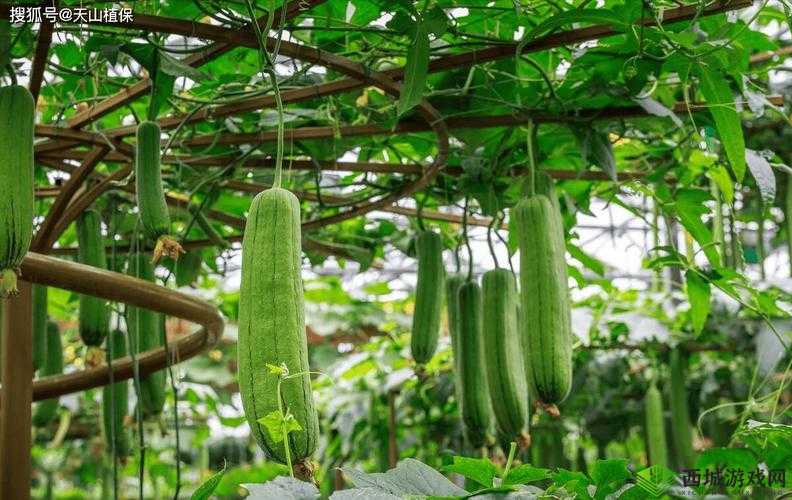 嗯~啊~轻一点🈲🔞丝瓜视频:揭秘网络热门视频背后的故事与影响