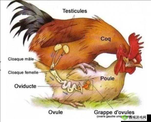 揭秘男人与禽的交种史:从古至今的跨物种关系演变与影响