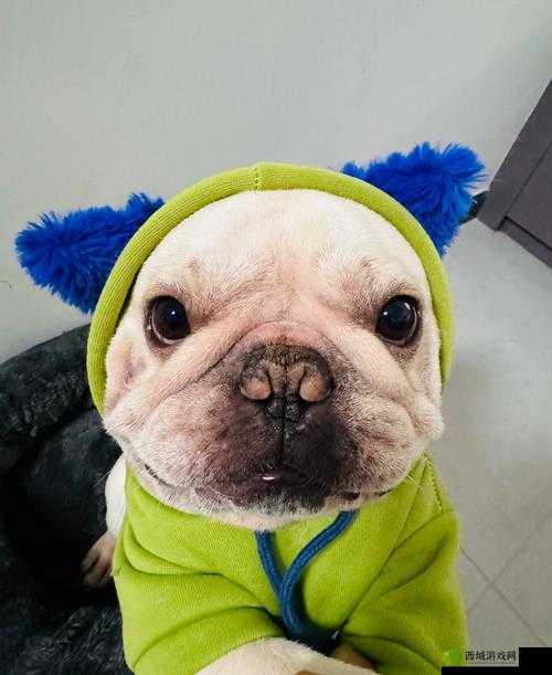 心战大师第20关怎么过?让狗狗闭嘴通关攻略深度解析