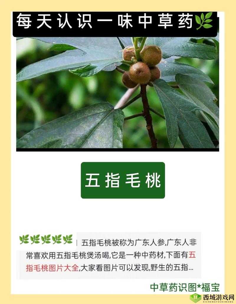 五指毛桃真的有补肾作用吗?快来了解关于五指毛桃补肾的真相