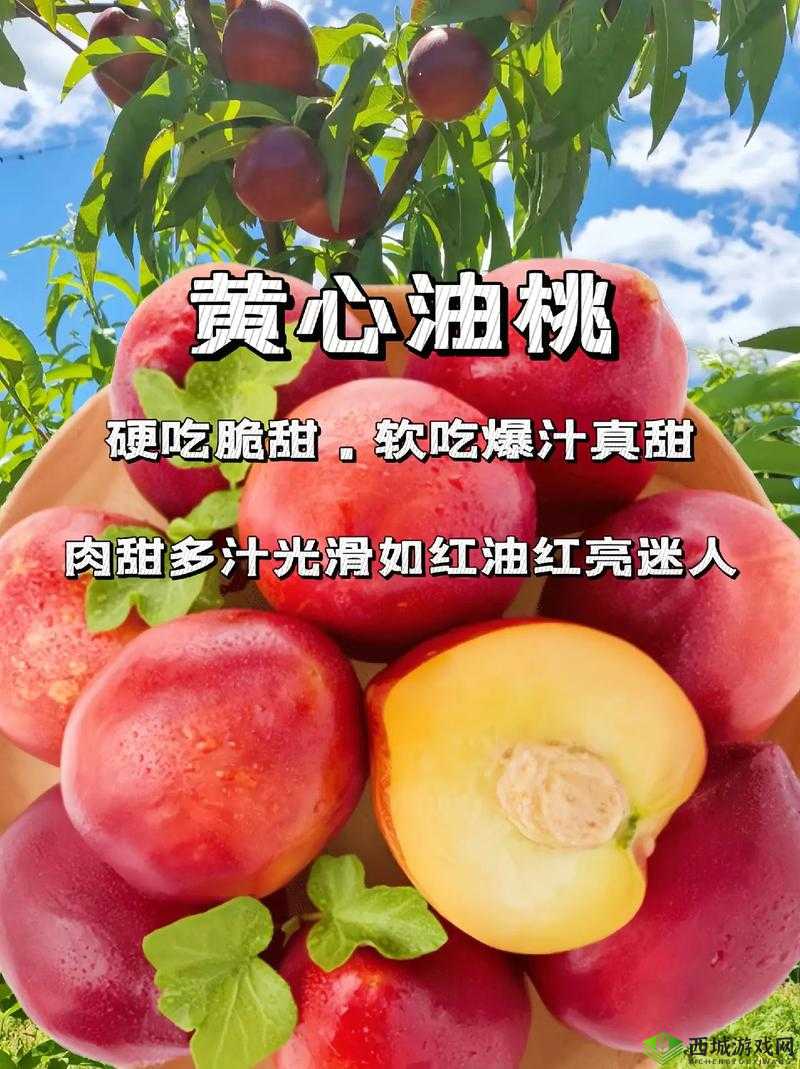 以下几个供您参考:安卓像素黄油桃子究竟有何独特魅力?为何备受关注?安卓像素黄油桃子是什么?为何能在网络上引起热议?安卓像素黄油桃子,它的神秘之处在哪里?怎样吸引众人目光?