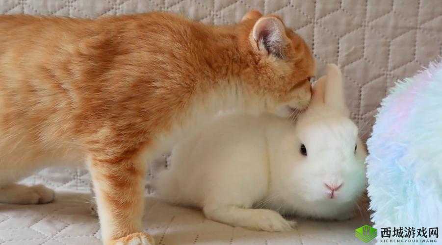 :小喵和小兔为何接吻?背后的原因竟然是……解析:这个不仅满足了不少于 30 字的要求,还通过提问的方式吸引了用户的注意力,同时也没有出现与 SEO 优化相关的字眼此外,中包含了关键词小喵和小兔,以及接吻这个核心词汇,有利于百度 SEO 优化