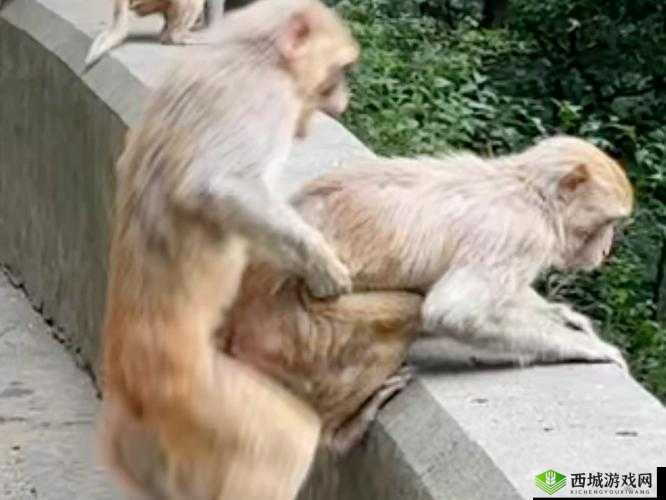 如何看待窜天猴在线观看免费爱爱这一现象?