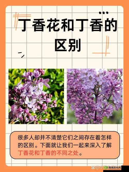为什么丁香花久久九月天综合网如此受欢迎?这里有你想知道的答案