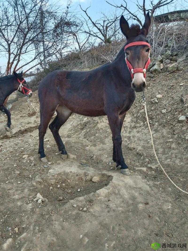 农村骡子配种技术详解:如何提高配种成功率与骡子健康管理指南