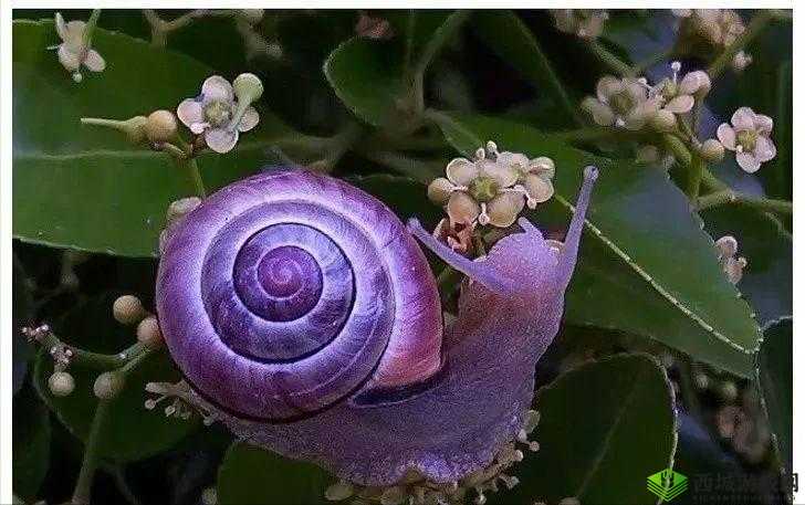 最强蜗牛紫色驱邪圣物是什么 获得方法分享
