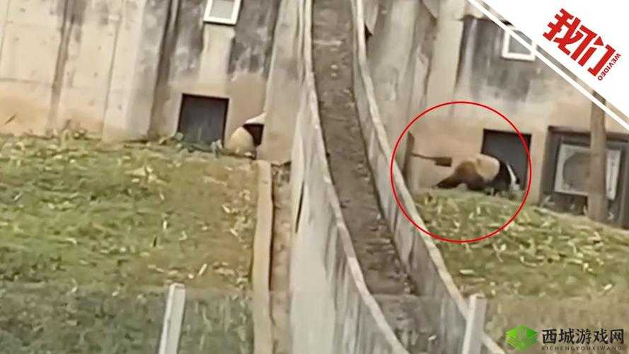 熊猫永不为奴再见饲养员第13关攻略,底层逻辑与操作映射全解析