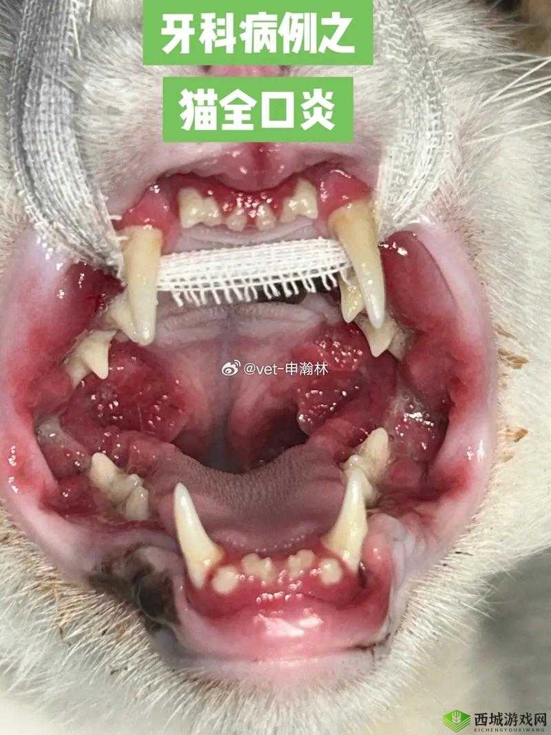 猫口嘴上挂粘液还臭的原因及处理方法,宠物主人必看的健康指南
