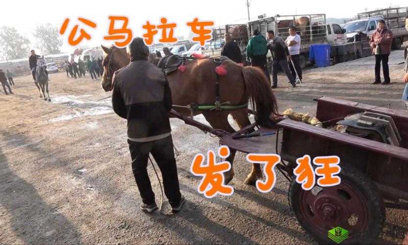 小马拉小车视频大全免费播放，精彩内容等你来看不容错过小马拉小车视频大全免费播放，各类精彩瞬间一次看个够想看小马拉小车视频？这里大全免费播放，满足你的好奇心小马拉小车视频大全免费播放，超多惊喜等你来发现