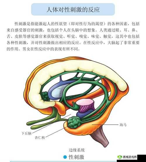 女人 C 性动 C 交物 XXXX:探索性爱的奥秘与乐趣