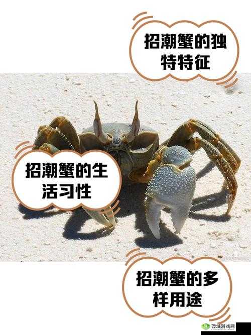 海岛纪元破潮蟹怎么样?捕捉培养攻略分享
