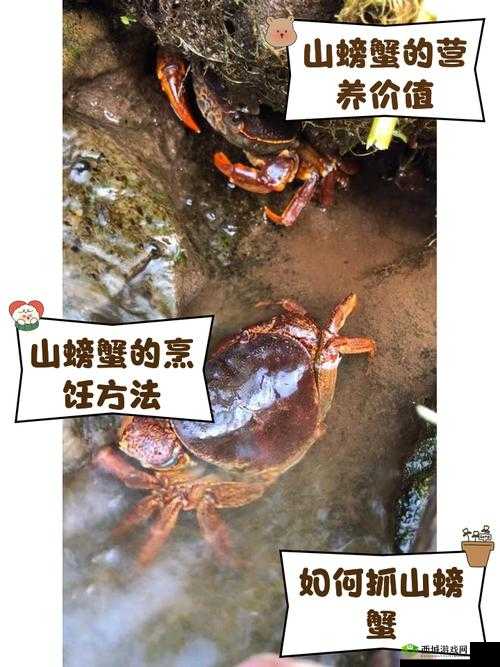 山海镜花小蟹技能属性图鉴,N卡小蟹厉害吗?