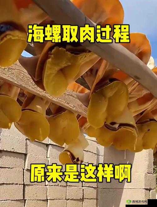 动物餐厅海螺酿酒怎么解锁 有什么用介绍