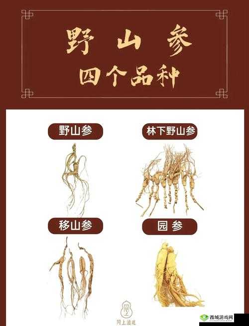 模拟江湖人参怎么获得,药材人参获得方法介绍