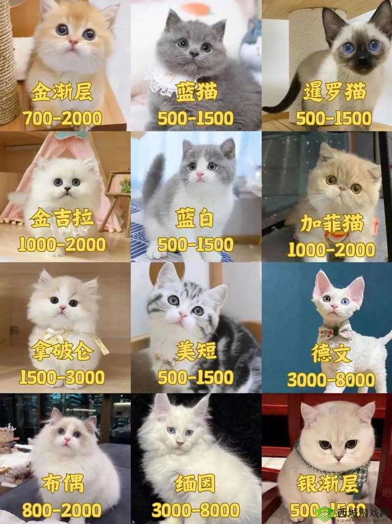 风云岛行动宠物大全,所有宠物价格技能一览在资源管理中的重要性及高效利用策略