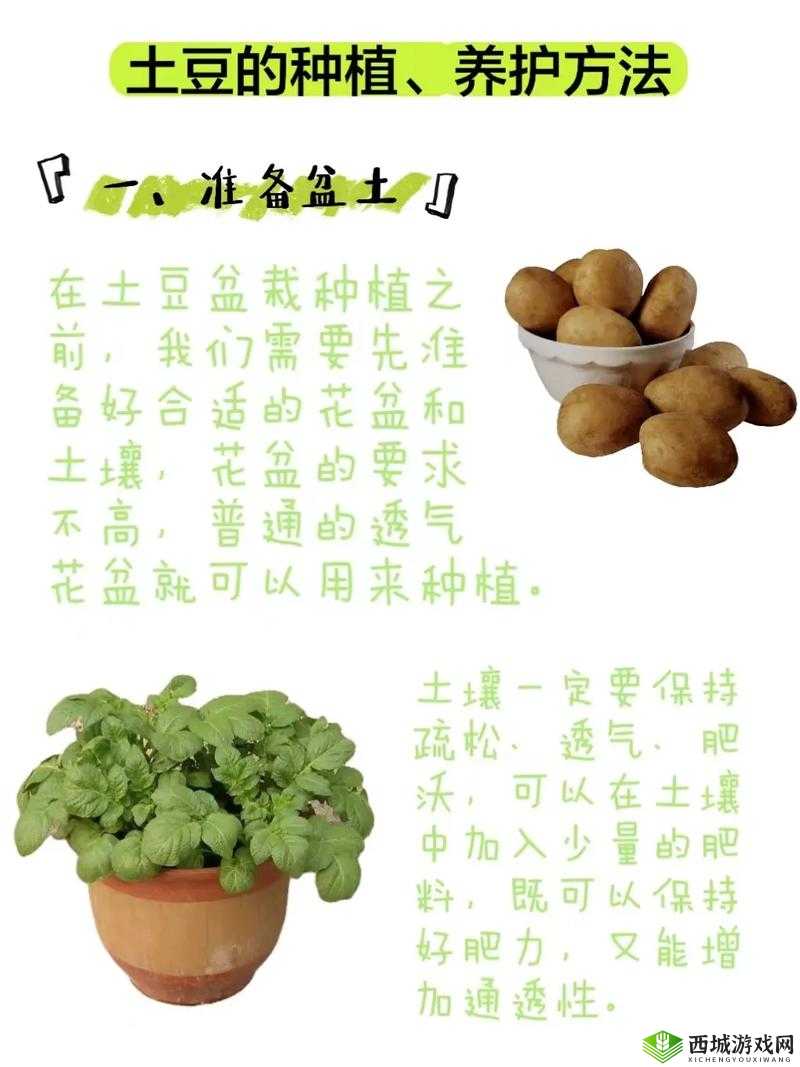 必看！小森生活超级土豆种植秘籍_零基础保姆级教程来啦！